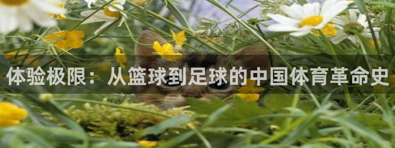 体验极限：从篮球到足球的中国体育革命史